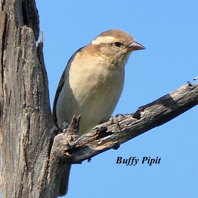 Buffy Pipit